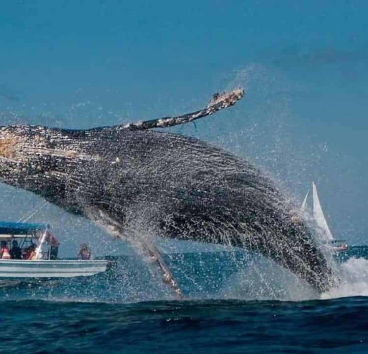 Humpback Whale Watching & Cayo Levantado Island, Samaná Bay