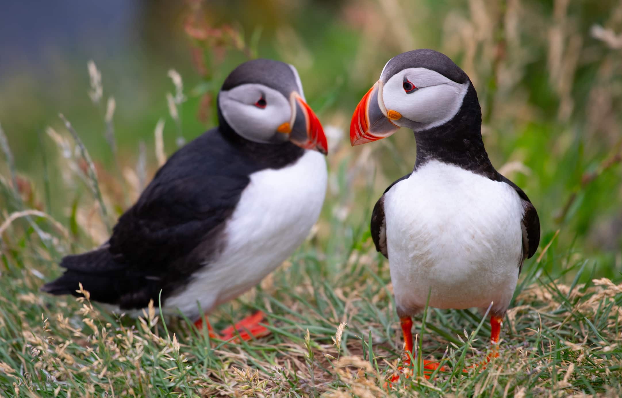 Mykines Puffin Island: Guided Boat & Clifftop Expedition