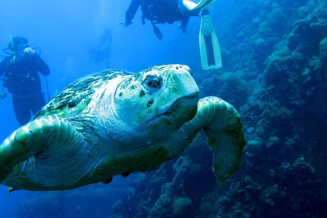 SS Yongala Wreck Dive: Australia's Greatest Dive Site