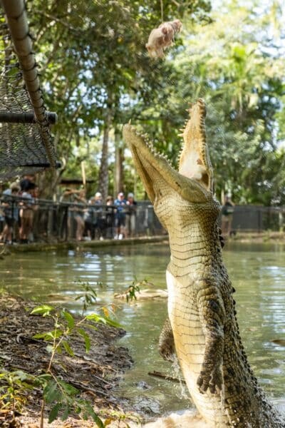 Billabong Sanctuary: Private Wildlife Encounter & Crocodile Show