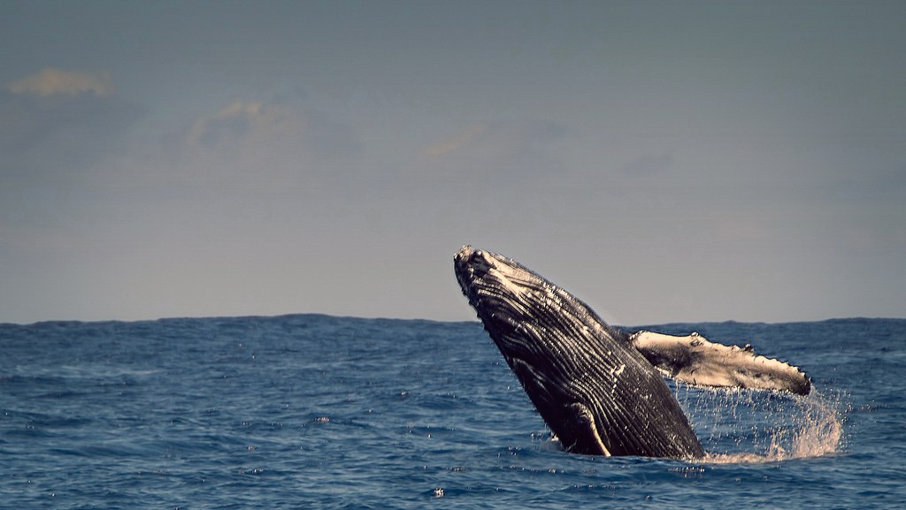 Gray whale watching in Todos Santos Bay (December-April)