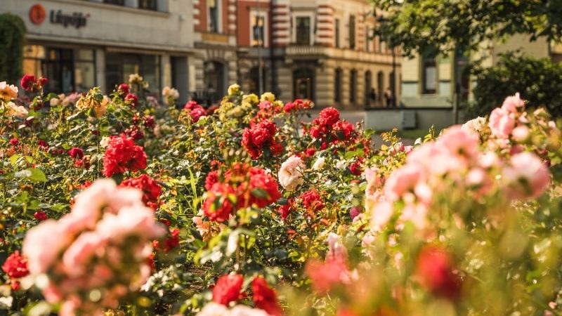 Liepāja Old Town & Rose Square: Private Guided Architecture Walk