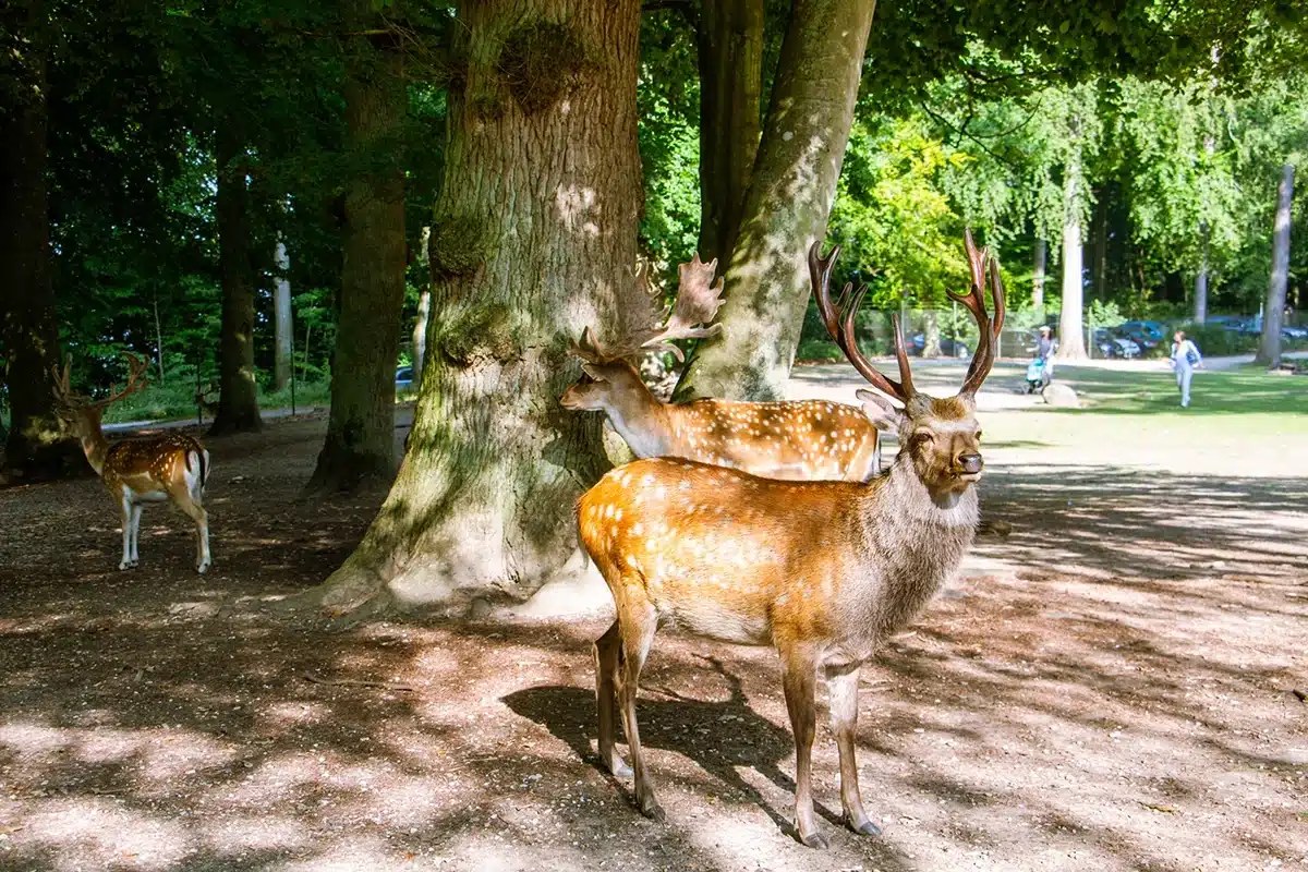 Marselisborg Deer Park & Royal Palace: Forest, Royals & the Sea