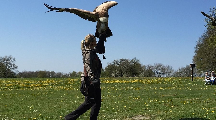 Bornholms Rovfugleshow: Birds of Prey in Wild Nordic Landscape
