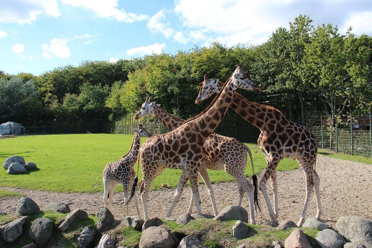 Aalborg Zoo: Private Guided Safari Experience