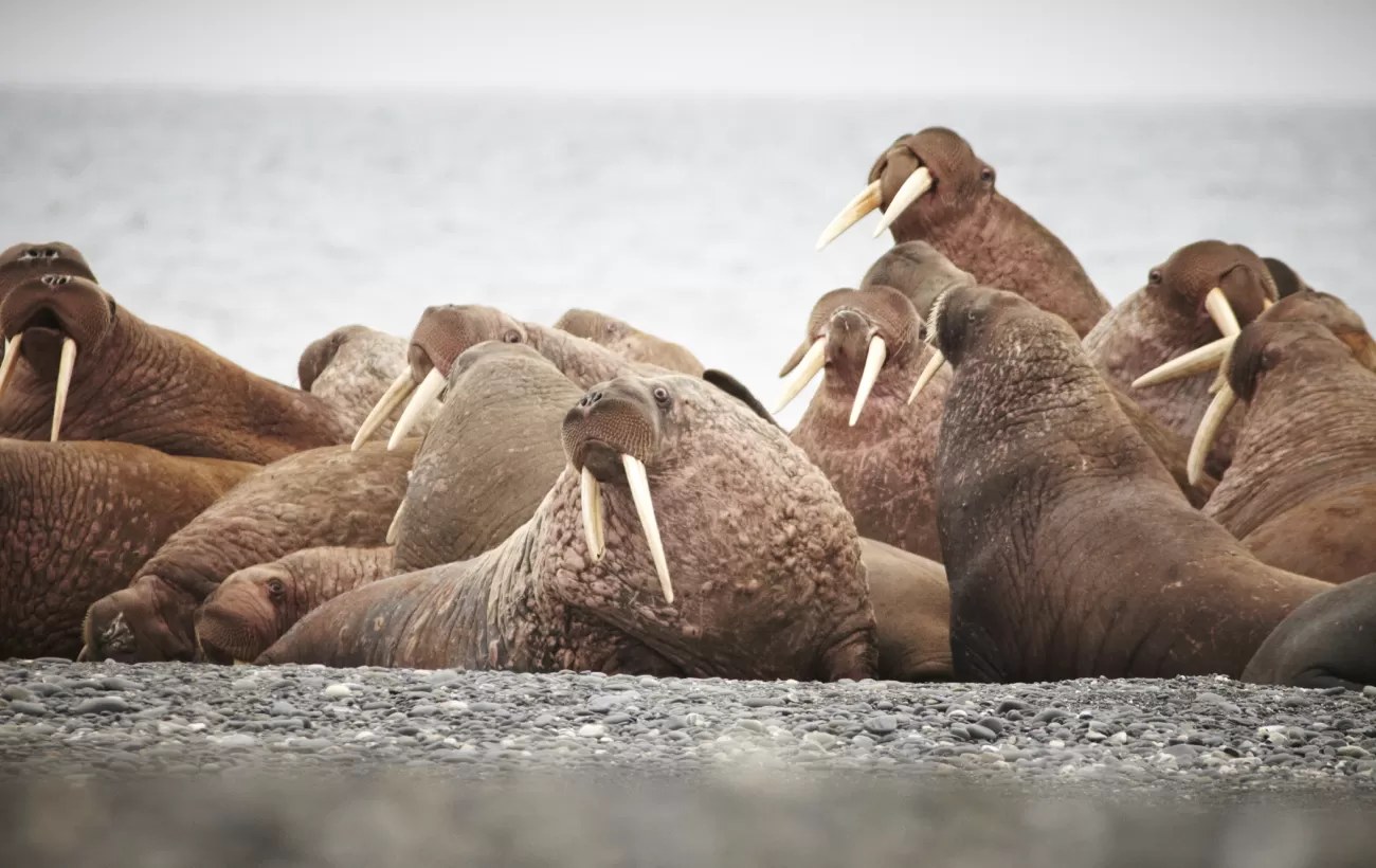 Marine Wildlife Cruise: Seals, Seabirds & the Gulf of St. Lawrence