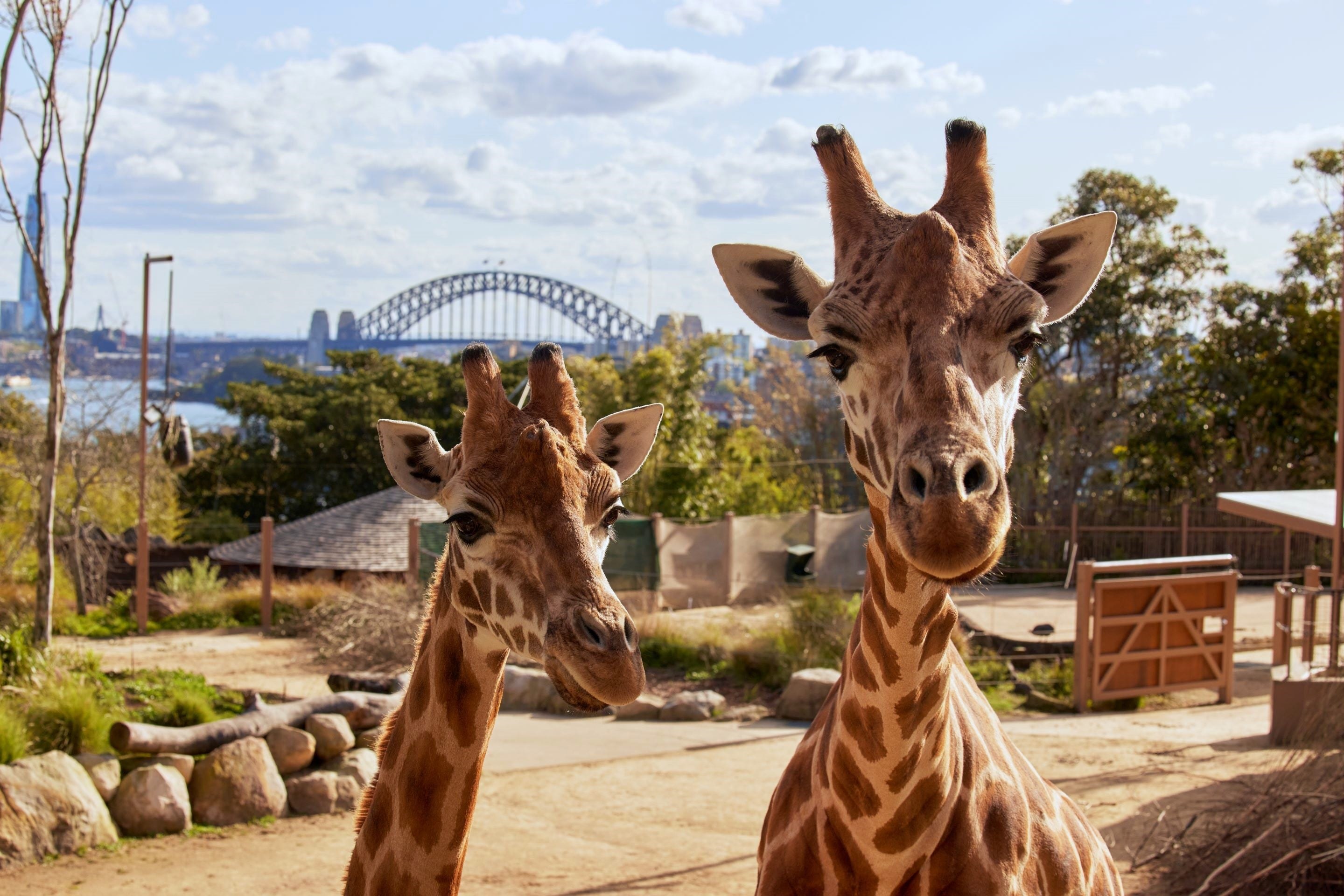 Taronga Zoo: Private Wildlife Encounter & VIP Safari