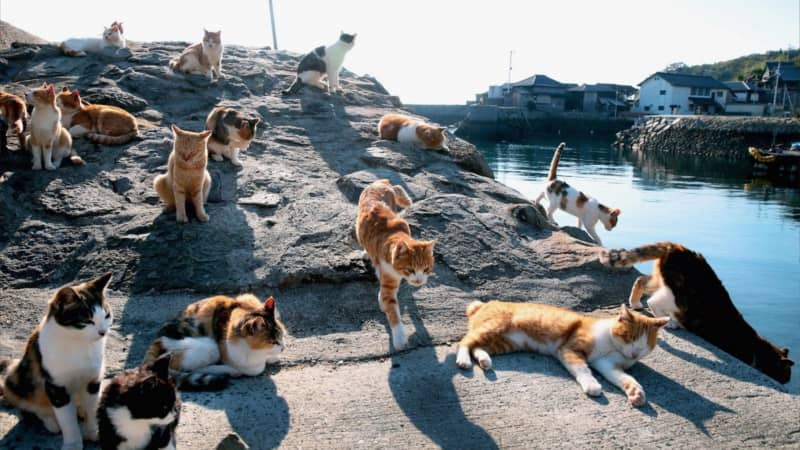 Tashirojima 'Cat Island': Private Day Voyage & Seafood Feast