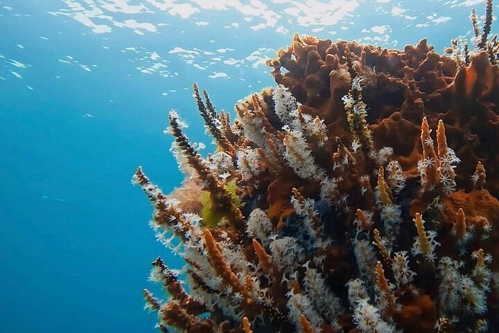 Busselton Jetty Snorkel & Underwater Sculpture Trail Boat Tour