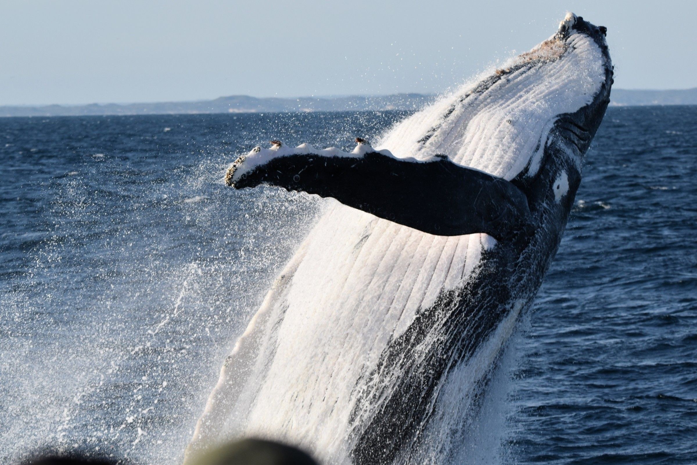 Whale Watching Cruise from Geographe Bay (Seasonal)