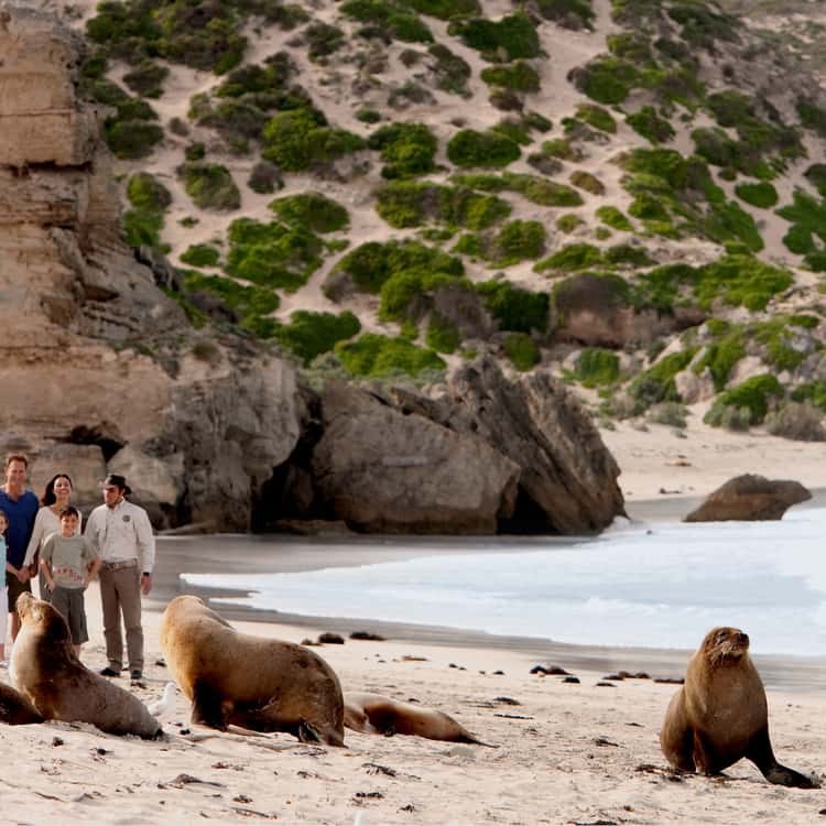 Kangaroo Island: Sea Lions, Remarkable Rocks & Wilderness