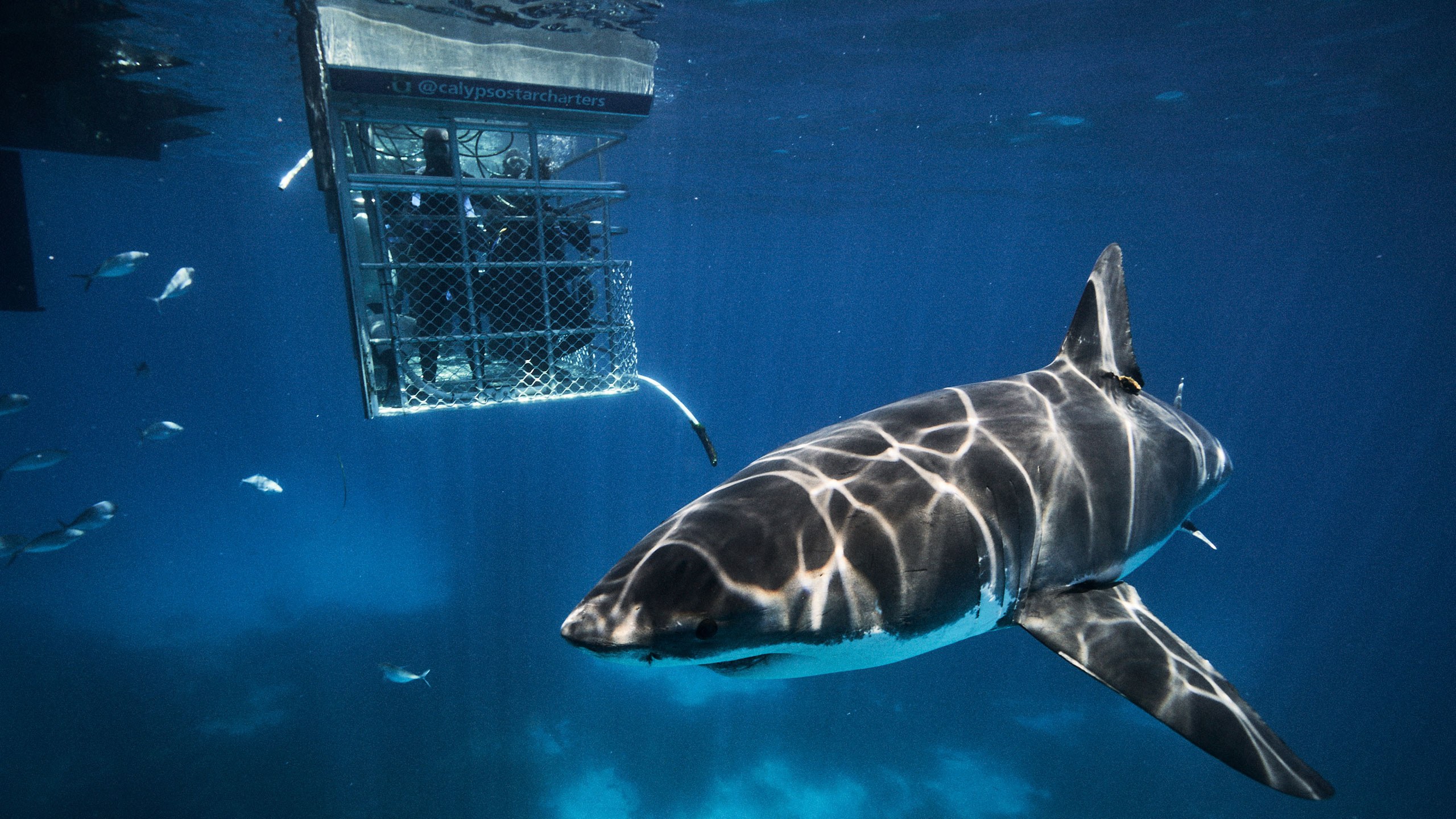 Great White Shark Cage Dive: Port Lincoln, Spencer Gulf