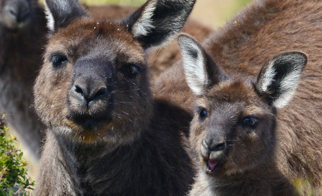Hanson Bay Wildlife Sanctuary: Koala & Nocturnal Night Walk