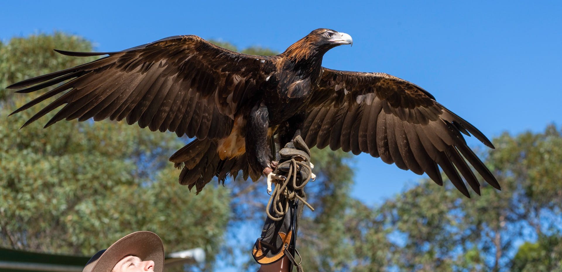 Raptor Domain: Birds of Prey Free-Flight Experience