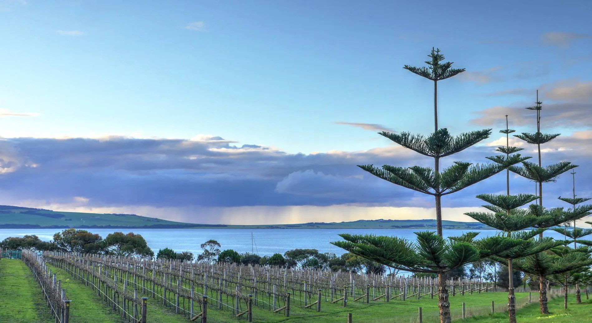 Bay of Shoals Winery & KI Spirits: Island Provenance Tasting