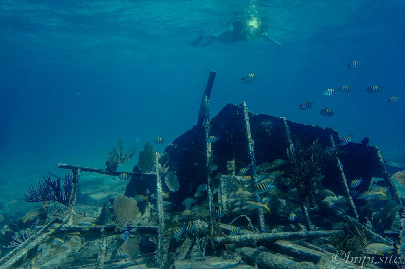 Biscayne National Park Reef Snorkel from Coconut Grove