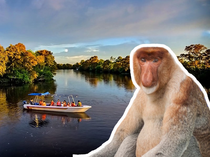 Klias River Fireflies & Proboscis Monkey Night Cruise