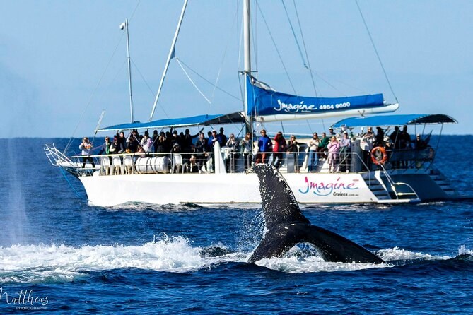 Port Stephens Dolphin & Whale Watching Luxury Cruise