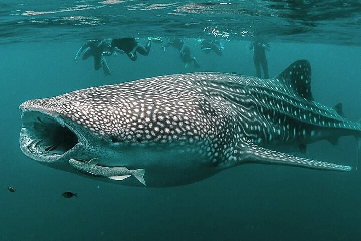 Damaniyat Islands: Private Snorkel & Whale-Shark Cruise