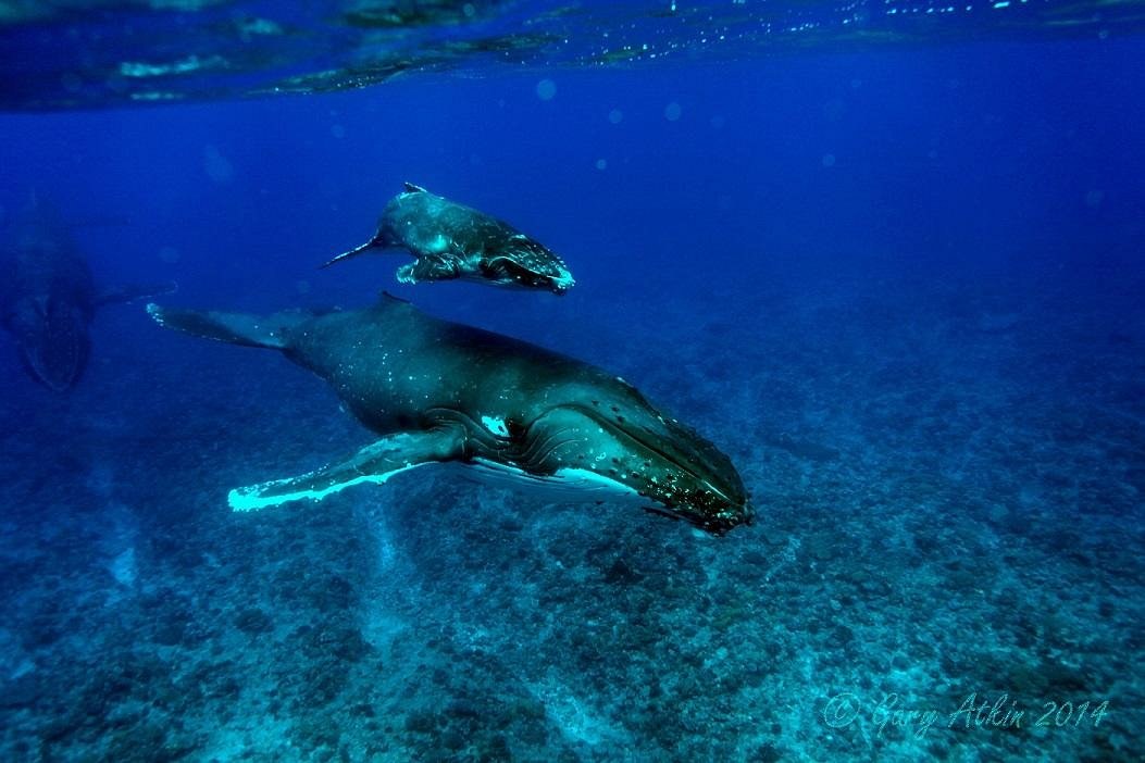 Tonga Whale Research Expedition: Private Scientist-Led Dive Charter