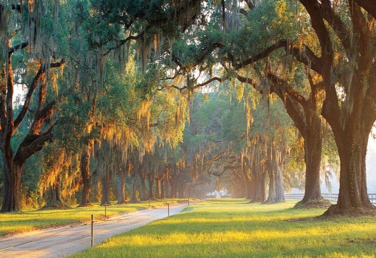 Boone Hall Plantation: Gullah Heritage Tour & Avenue of Oaks
