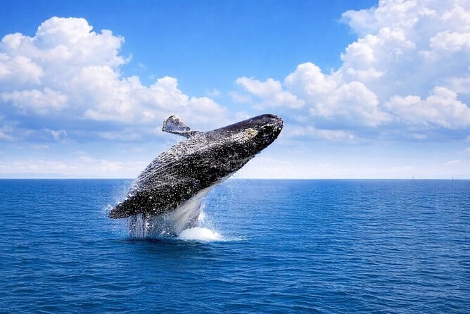 Humpback Whale Watching in Samaná Bay
