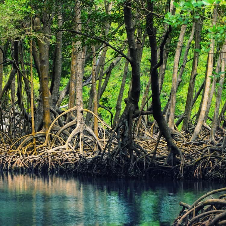 Los Haitises National Park: Mangroves, Caves & Cave Art