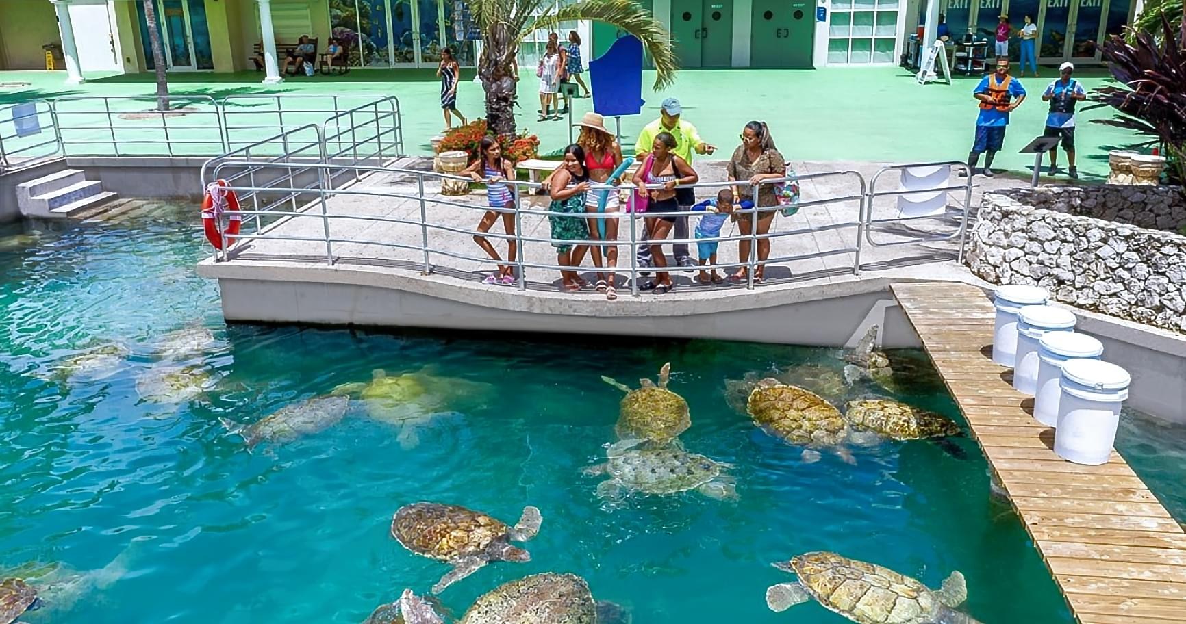Cayman Turtle Conservation Centre: Behind-the-Scenes Private Tour