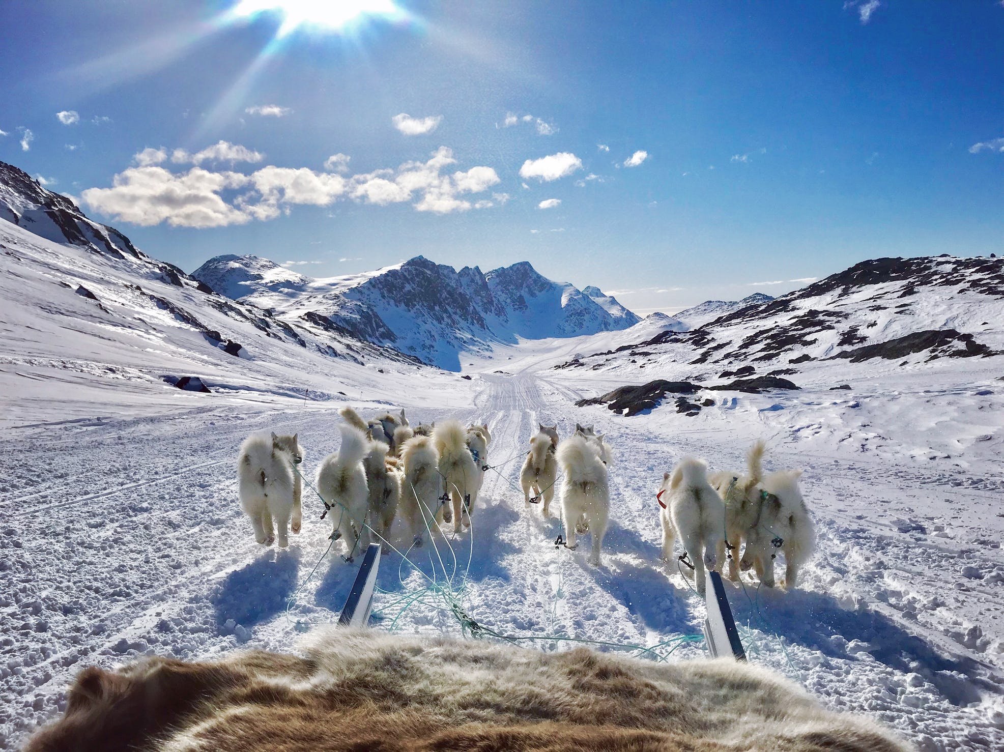 Dog Sledding Demonstration & Arctic Circle Trail First Steps