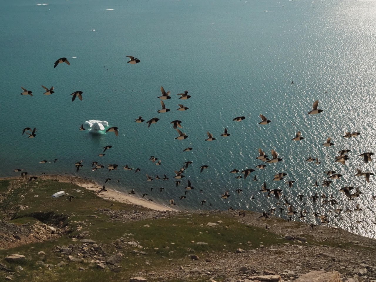 Arctic Seabird Colony Observation: Murres, Fulmars & Kittiwakes