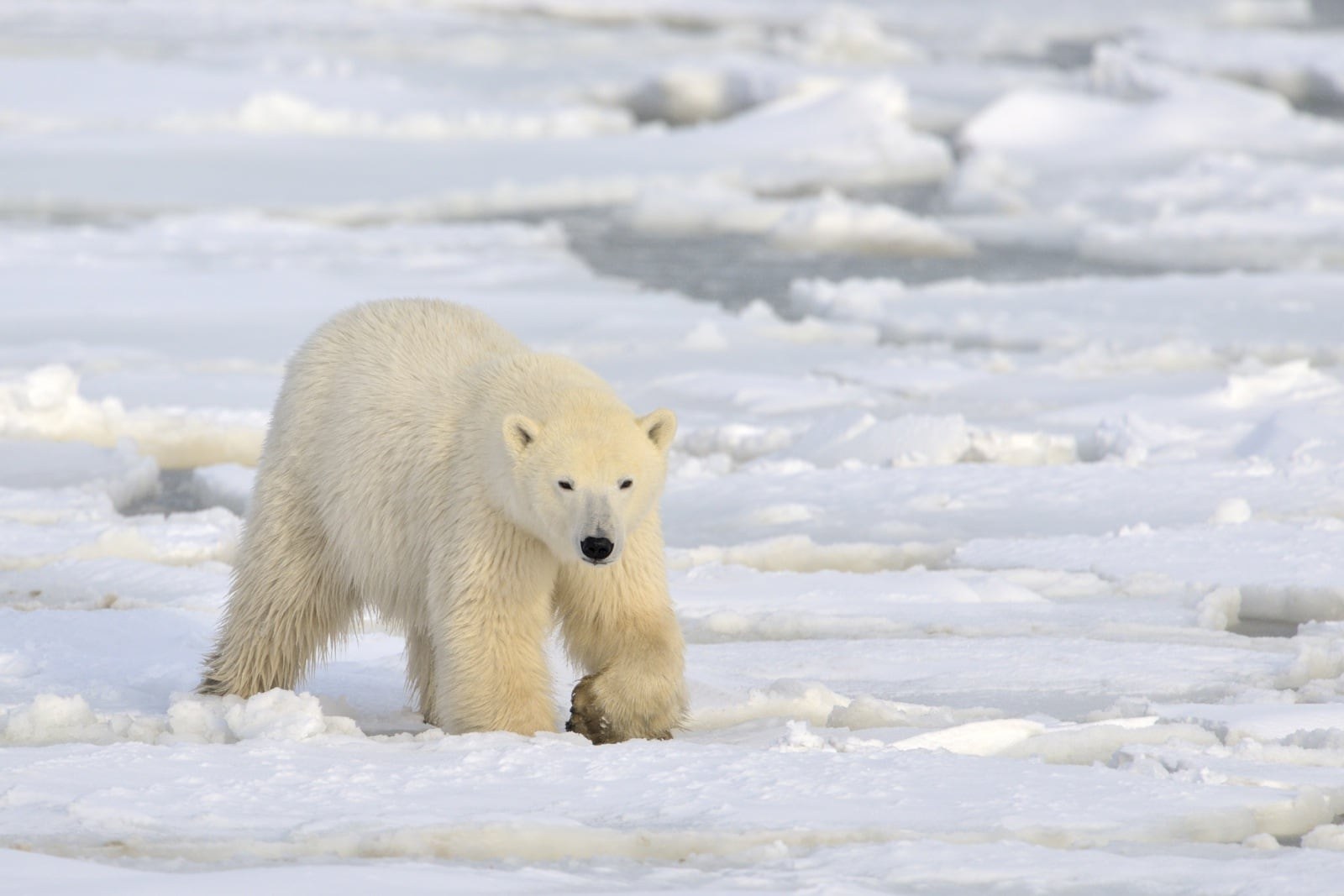 Polar Bear Tundra Safari: Guided 4x4 Expedition