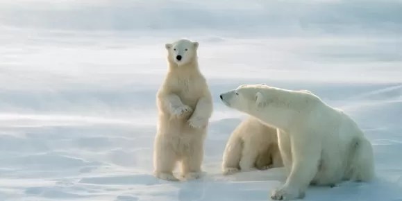 Polar Bear & Arctic Wildlife Tundra Safari, Resolute Bay