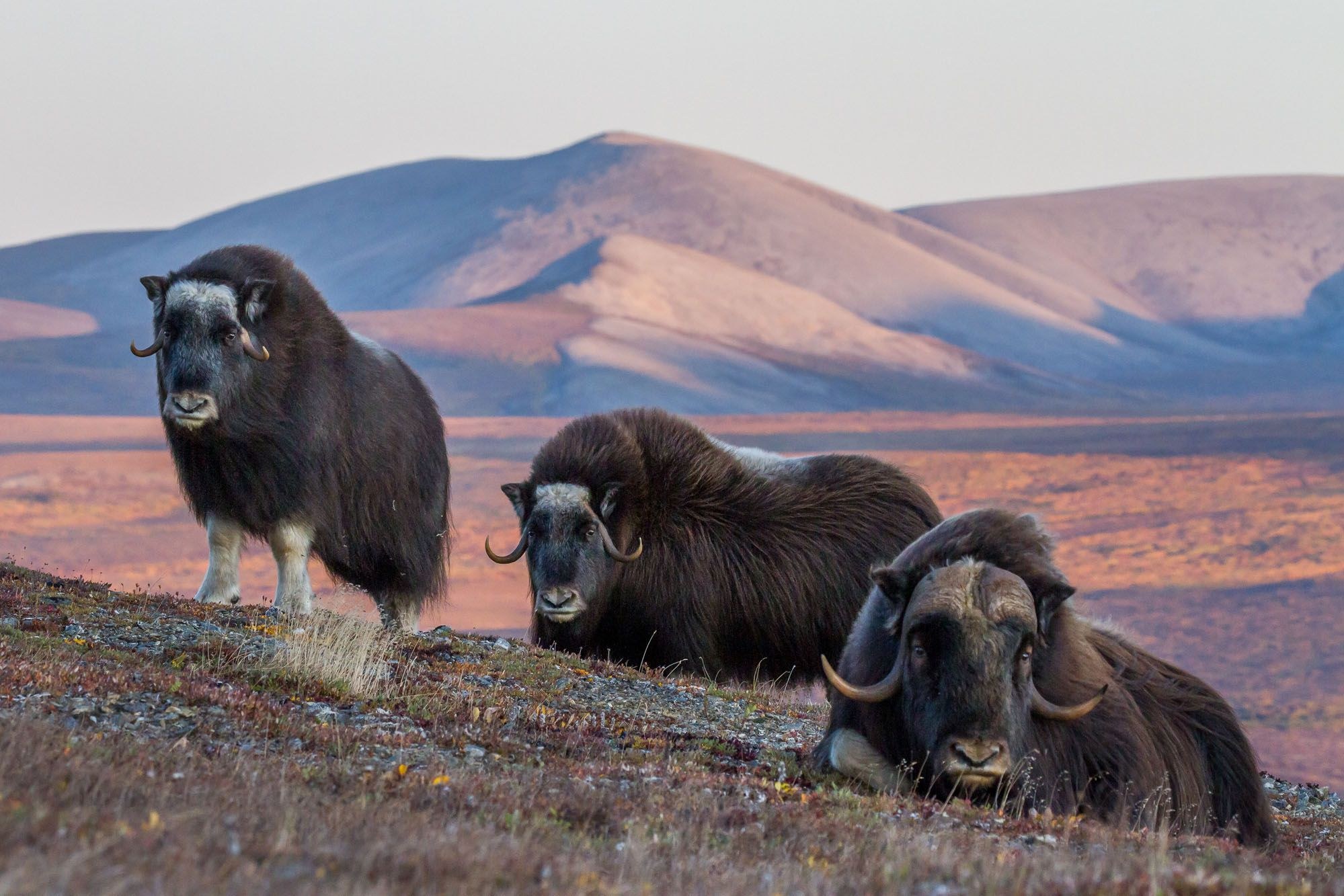 Nature of Nome: Expert-Led Arctic Birding & Natural History Safari
