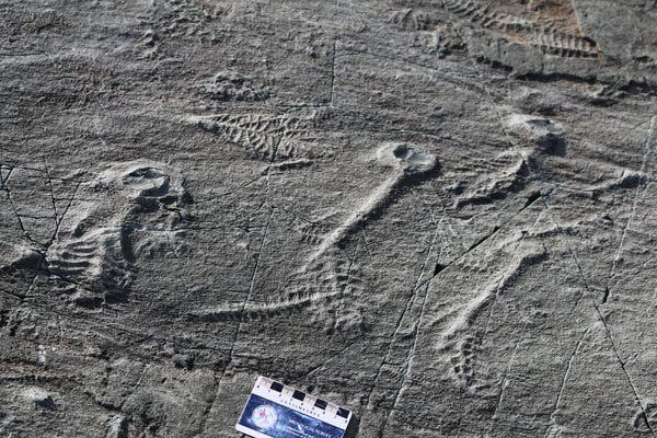 Precambrian Geology Walk: Earth's Ancient Bones Revealed