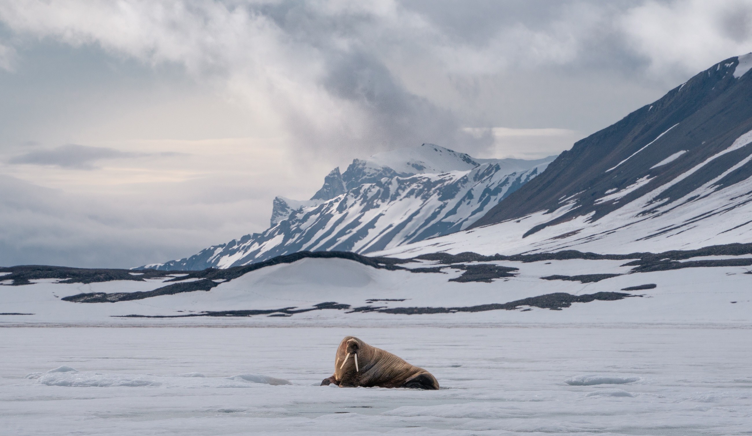 Private Zodiac Walrus Safari: Up-Close with Arctic Giants