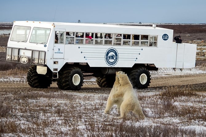 Polar Bear Spotting Expedition: Guided Tundra Watch