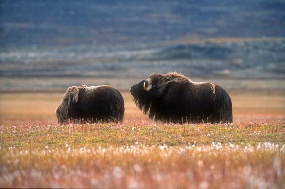 Tundra Muskox & Arctic Wildlife Safari