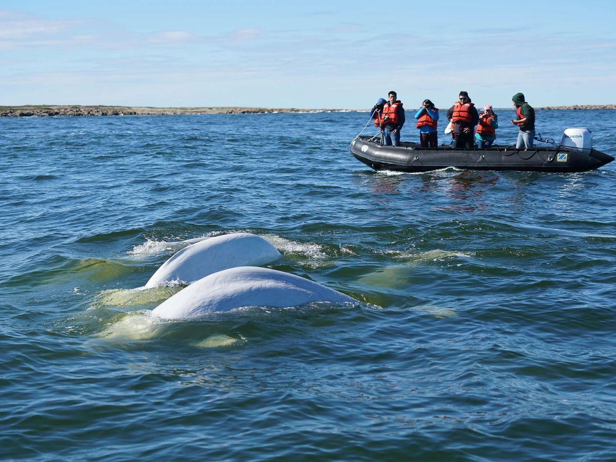 Beaufort Sea Zodiac: Beluga & Bowhead Whale Wildlife Safari