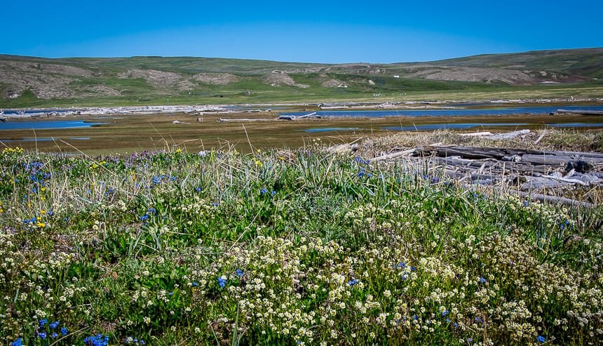 Tundra Hike & Arctic Flora Expedition with a Wilderness Naturalist