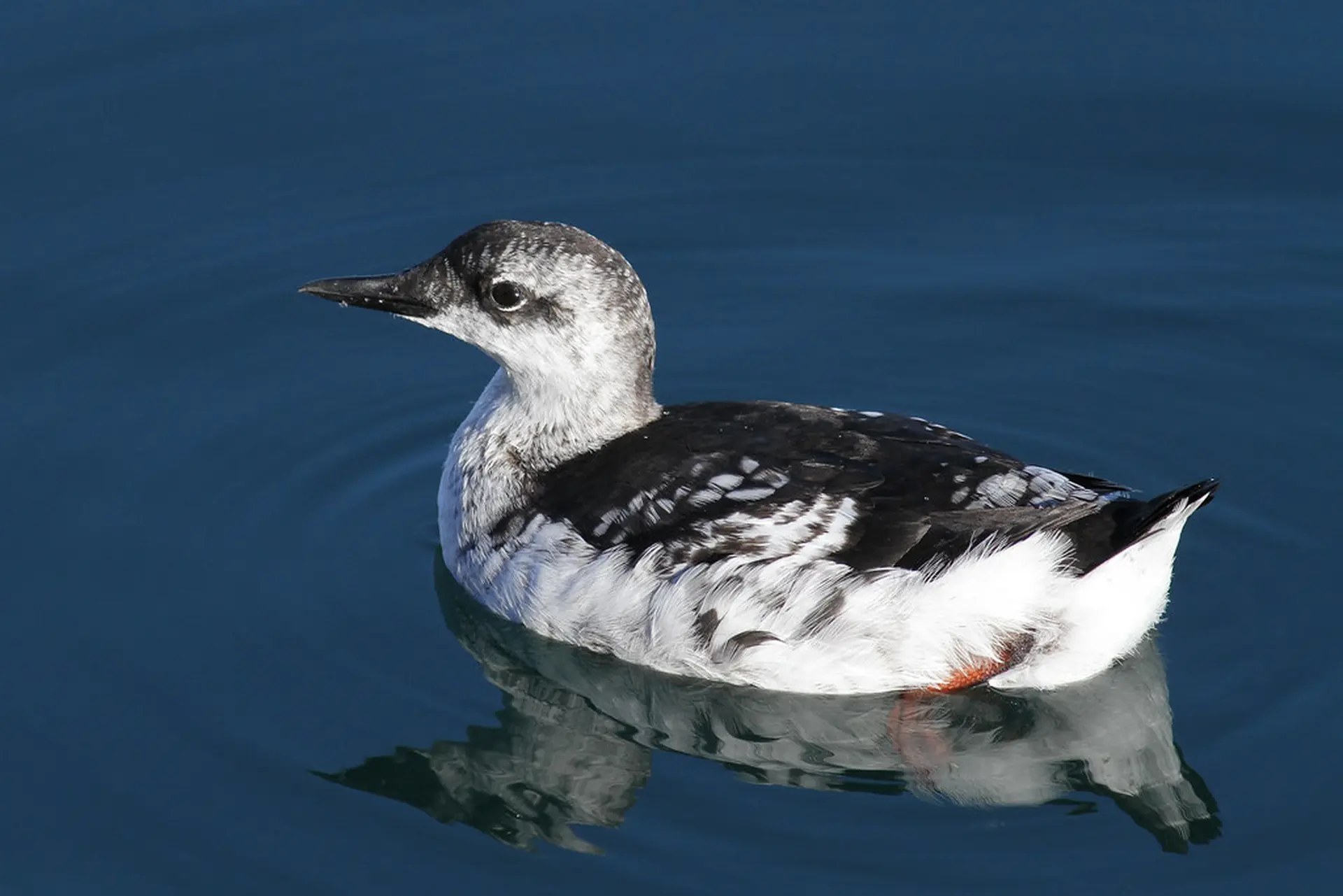 Black Guillemot & Seabird Cliffs: Private Photography Expedition