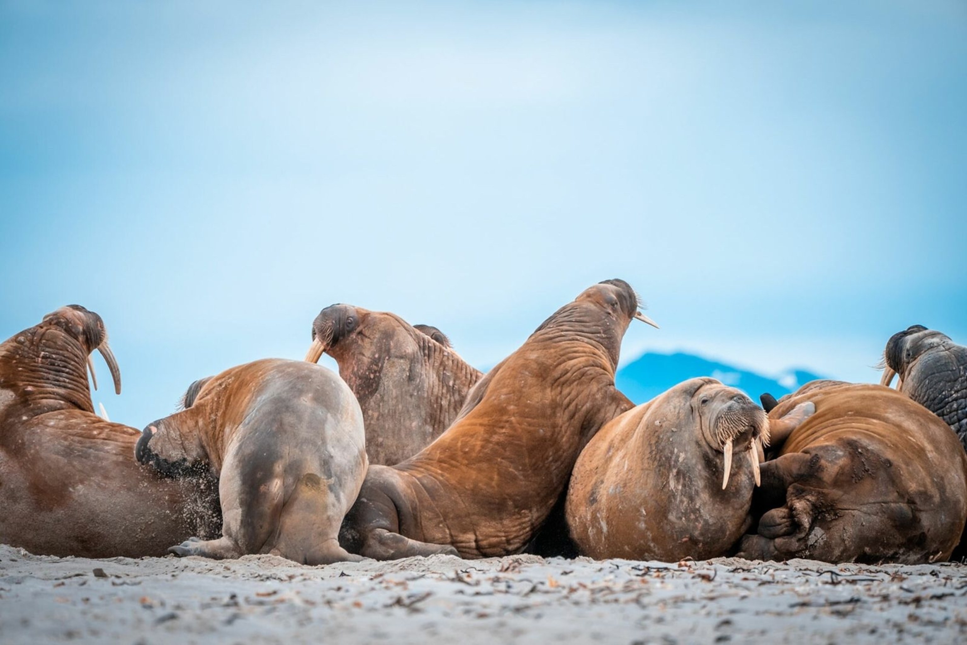 Muskox & Arctic Wildlife Guided Spotting Expedition