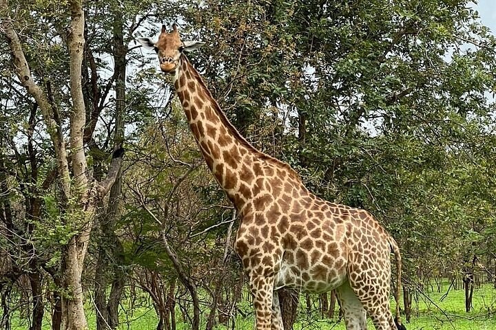 Fathala Wildlife Reserve Private Safari, Senegal