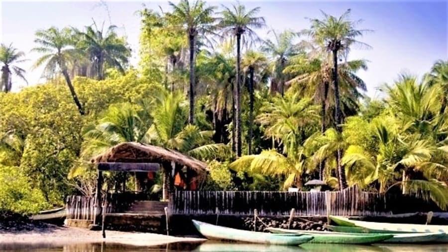 Makasutu Cultural Forest: Private Guided Wilderness Immersion