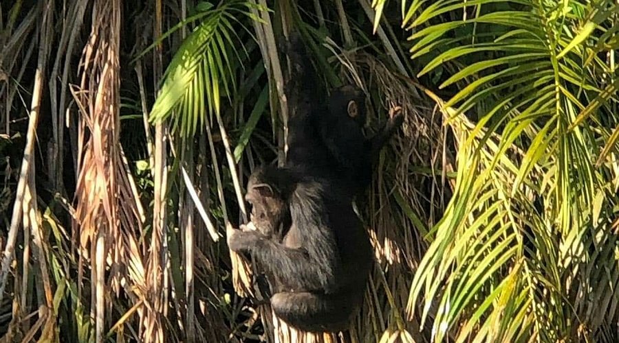 River Gambia Hippo & Chimpanzee Sanctuary Expedition