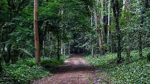 Banco National Park: Guided Walk in Africa's Urban Rainforest