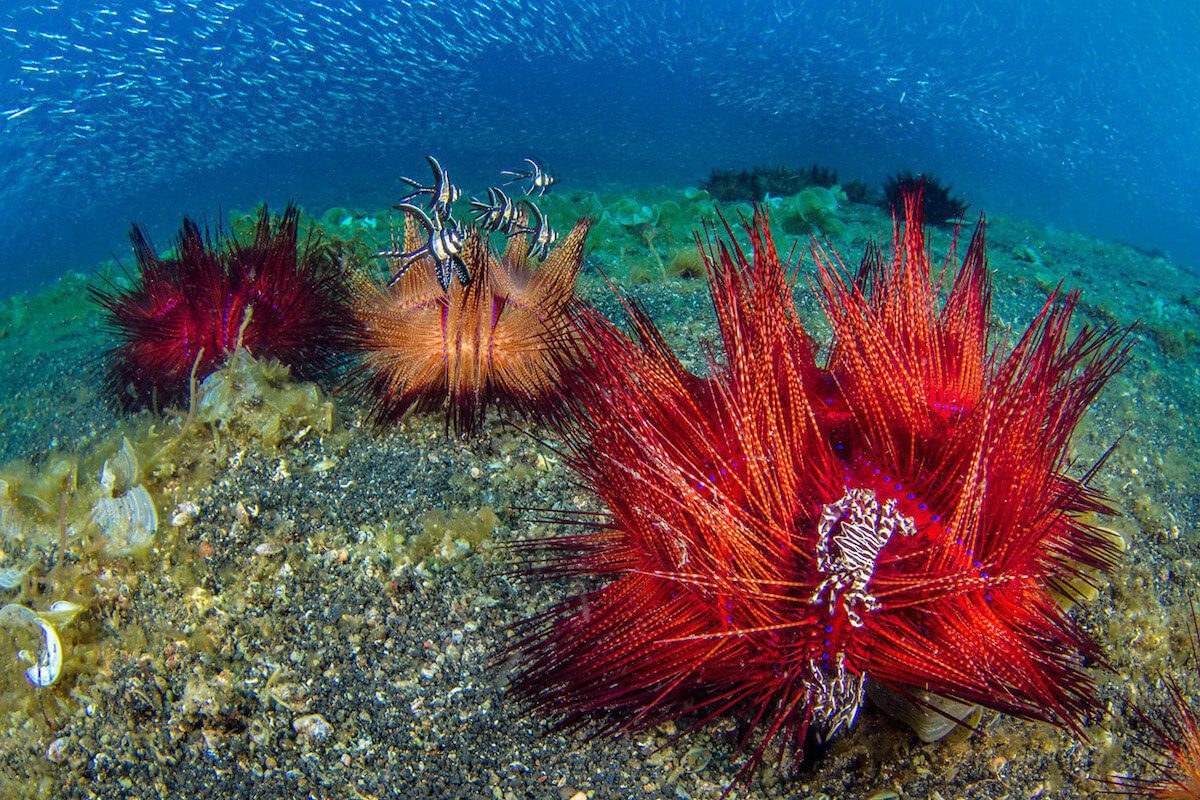 Lembeh Strait Private Muck Dive: World's #1 Critter Dive Site