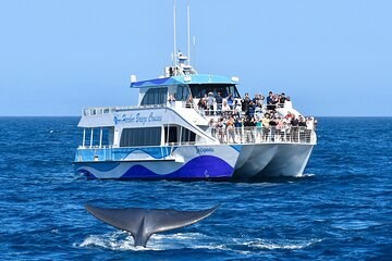 Long Beach Whale & Dolphin Watching Private Charter Cruise