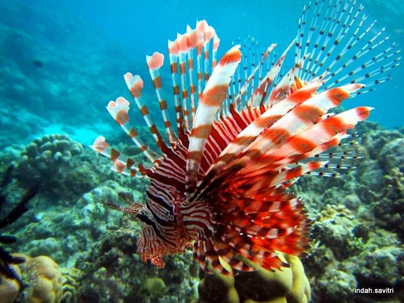 Lembeh Strait Snorkel Safari & Pristine Reef: Private Boat Day