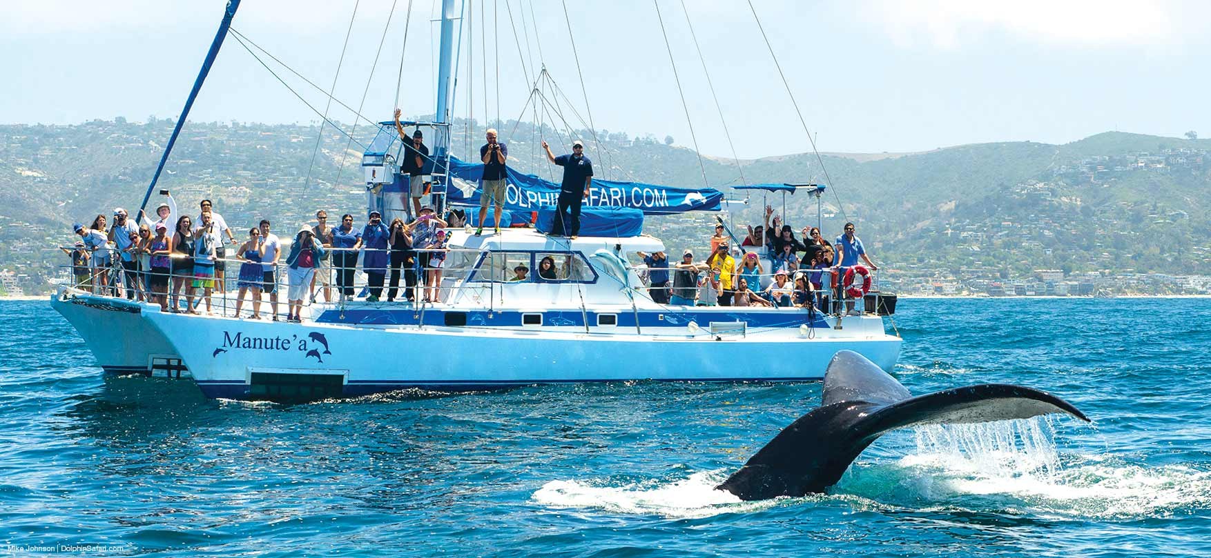 Private Ocean Safari: Dolphins, Whale Sharks & Humpbacks