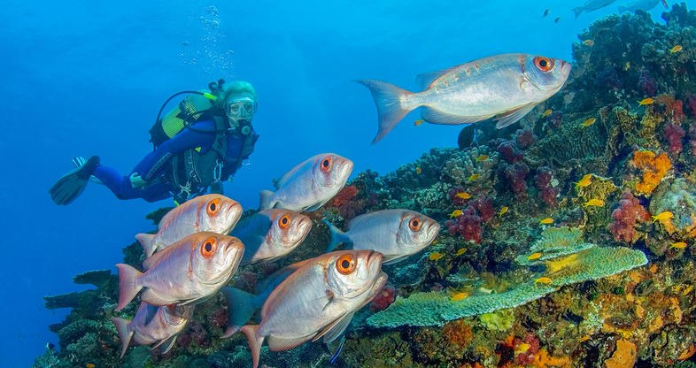 Coral Reef Scuba Dive: Pristine Mozambique Channel Drop-Off